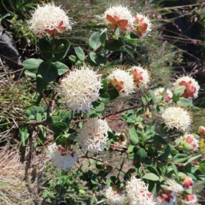 Pimelea ligustrina subsp. ciliata at Namadgi National Park - 7 Jan 2023 by MatthewFrawley