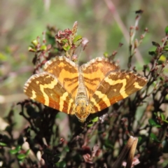 Chrysolarentia chrysocyma (Small Radiating Carpet) at Namadgi National Park - 7 Jan 2023 by MatthewFrawley