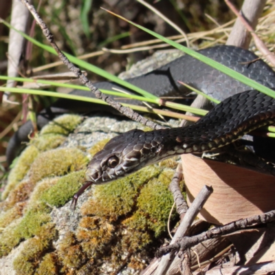 Austrelaps ramsayi (Highlands Copperhead) at Bimberi, NSW - 7 Jan 2023 by MatthewFrawley