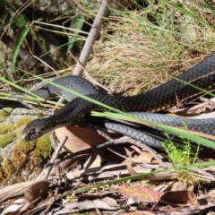 Austrelaps ramsayi at Bimberi, NSW - 8 Jan 2023