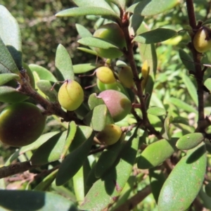 Persoonia subvelutina at Cotter River, ACT - 8 Jan 2023