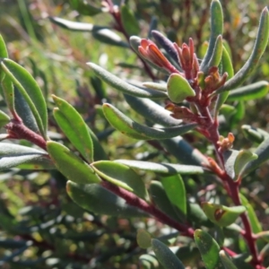 Persoonia subvelutina at Cotter River, ACT - 8 Jan 2023