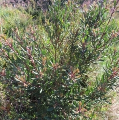 Persoonia subvelutina at Cotter River, ACT - 8 Jan 2023