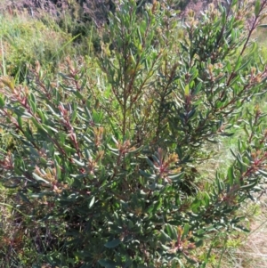 Persoonia subvelutina at Cotter River, ACT - 8 Jan 2023 08:27 AM