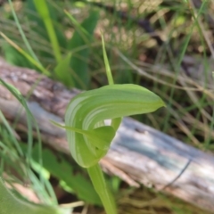 Pterostylis monticola (Large Mountain Greenhood) at Cotter River, ACT - 8 Jan 2023 by MatthewFrawley