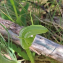 Pterostylis monticola (Large Mountain Greenhood) at Namadgi National Park - 7 Jan 2023 by MatthewFrawley