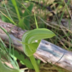 Pterostylis monticola (Large Mountain Greenhood) at Cotter River, ACT - 7 Jan 2023 by MatthewFrawley