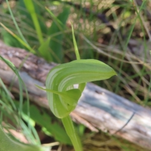 Pterostylis monticola at Cotter River, ACT - 8 Jan 2023