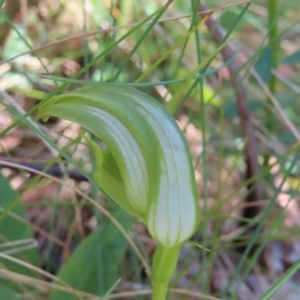 Pterostylis monticola at Cotter River, ACT - 8 Jan 2023