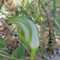Pterostylis monticola at Cotter River, ACT - 8 Jan 2023