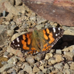 Vanessa kershawi (Australian Painted Lady) at Cotter River, ACT - 7 Jan 2023 by MatthewFrawley