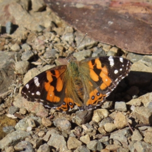 Vanessa kershawi at Cotter River, ACT - 8 Jan 2023