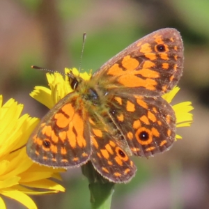 Oreixenica orichora at Cotter River, ACT - 8 Jan 2023