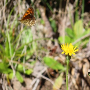 Oreixenica orichora at Cotter River, ACT - 8 Jan 2023 09:18 AM