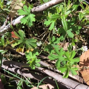 Geranium obtusisepalum at Cotter River, ACT - 8 Jan 2023