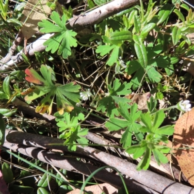 Geranium obtusisepalum (Kosciusko Crane's-bill) at Cotter River, ACT - 8 Jan 2023 by MatthewFrawley