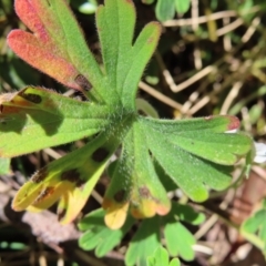 Geranium obtusisepalum at Cotter River, ACT - 8 Jan 2023