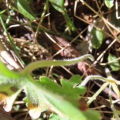 Geranium obtusisepalum at Cotter River, ACT - 8 Jan 2023