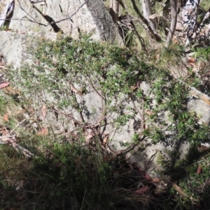 Grevillea diminuta at Cotter River, ACT - 8 Jan 2023 10:03 AM