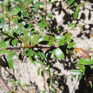 Grevillea diminuta at Cotter River, ACT - 8 Jan 2023