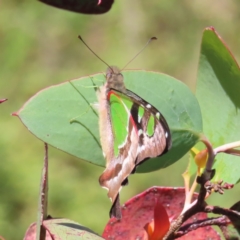 Graphium macleayanum (Macleay's Swallowtail) at Namadgi National Park - 7 Jan 2023 by MatthewFrawley