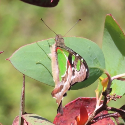 Graphium macleayanum (Macleay's Swallowtail) at Cotter River, ACT - 7 Jan 2023 by MatthewFrawley