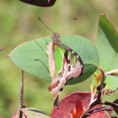 Graphium macleayanum (Macleay's Swallowtail) at Cotter River, ACT - 8 Jan 2023 by MatthewFrawley