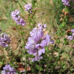 Euphrasia collina (Purple Eye-bright) at Namadgi National Park - 7 Jan 2023 by MatthewFrawley