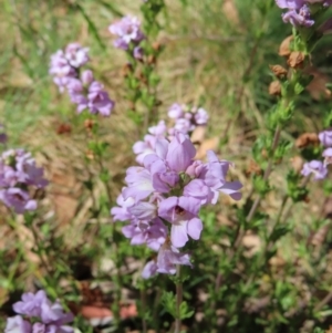 Euphrasia collina at Cotter River, ACT - 8 Jan 2023