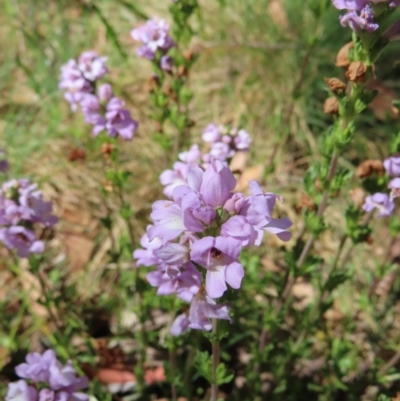 Euphrasia collina (Purple Eye-bright) at Cotter River, ACT - 8 Jan 2023 by MatthewFrawley