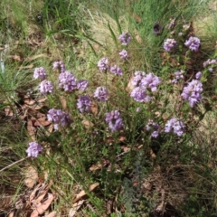 Euphrasia collina at Cotter River, ACT - 8 Jan 2023 10:21 AM