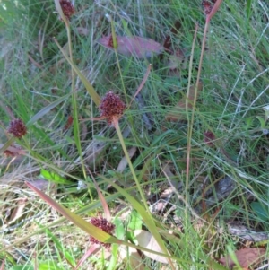 Luzula alpestris at Cotter River, ACT - 8 Jan 2023 10:25 AM