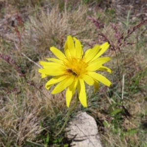 Microseris lanceolata at Cotter River, ACT - 8 Jan 2023