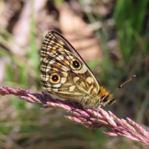 Oreixenica orichora at Cotter River, ACT - 8 Jan 2023 10:43 AM