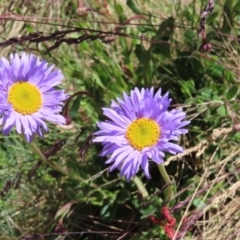 Brachyscome spathulata (Coarse Daisy, Spoon-leaved Daisy) at Namadgi National Park - 7 Jan 2023 by MatthewFrawley