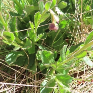 Brachyscome spathulata at Cotter River, ACT - 8 Jan 2023