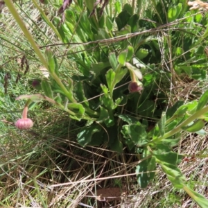 Brachyscome spathulata at Cotter River, ACT - 8 Jan 2023 10:47 AM