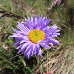 Brachyscome spathulata at Cotter River, ACT - 8 Jan 2023 10:47 AM