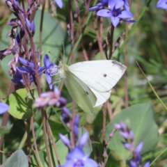 Pieris rapae (Cabbage White) at Cotter River, ACT - 8 Jan 2023 by MatthewFrawley