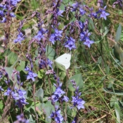 Pieris rapae at Cotter River, ACT - 8 Jan 2023 10:55 AM