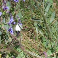 Pieris rapae at Cotter River, ACT - 8 Jan 2023 10:55 AM