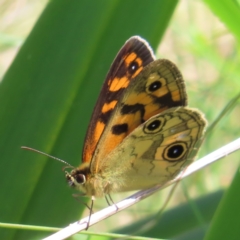 Heteronympha cordace (Bright-eyed Brown) at Cotter River, ACT - 8 Jan 2023 by MatthewFrawley