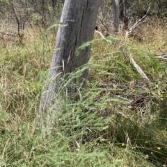Asparagus officinalis (Asparagus) at Bruce, ACT - 7 Jan 2023 by MattM
