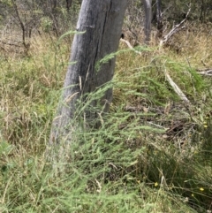 Asparagus officinalis (Asparagus) at Flea Bog Flat, Bruce - 7 Jan 2023 by MattM