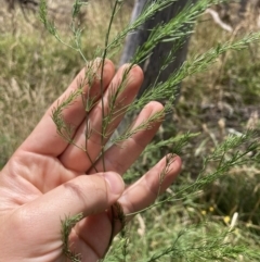 Asparagus officinalis at Bruce, ACT - 7 Jan 2023 01:19 PM