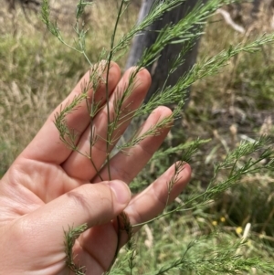 Asparagus officinalis at Bruce, ACT - 7 Jan 2023