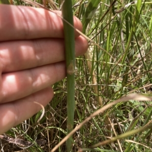 Asparagus officinalis at Bruce, ACT - 7 Jan 2023