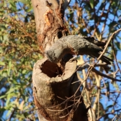 Callocephalon fimbriatum (Gang-gang Cockatoo) at Deakin, ACT - 6 Jan 2023 by LisaH