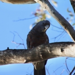 Callocephalon fimbriatum (Gang-gang Cockatoo) at GG139 - 7 Jan 2023 by LisaH