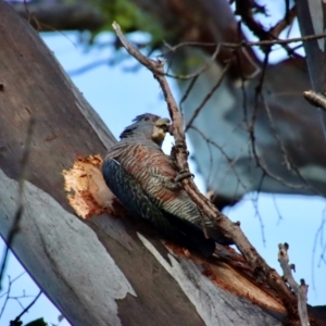 Callocephalon fimbriatum at Hughes, ACT - 6 Jan 2023